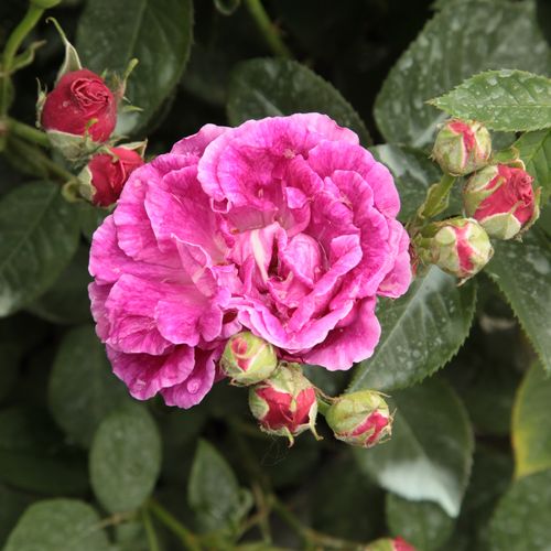 Shop - Rosa Trompeter von Säckingen - rot - alte rosen - diskret duftend - Rudolf Geschwind - Geschwind Rose, kletternd wachsend, mit sommerlicher Blütezeit.